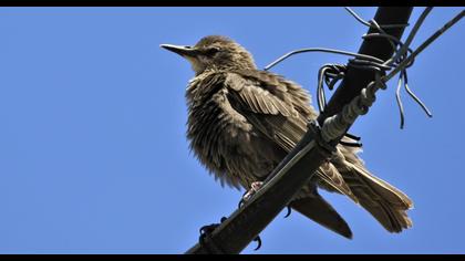 Common Starling