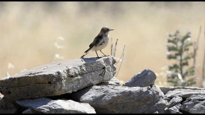 Black-eared Wheatear