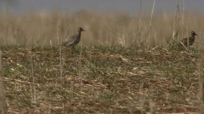 European Golden Plover