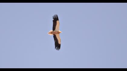 Egyptian Vulture