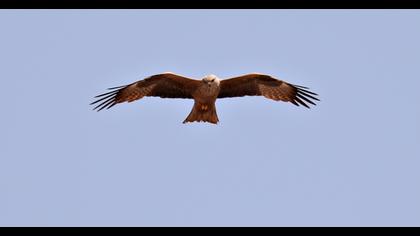 Black Kite
