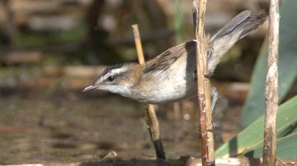 Moustached Warbler