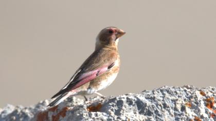 Eurasian Crimson-winged Finch