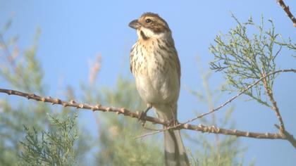 Common Reed Bunting