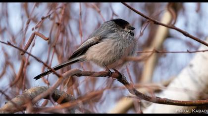 Long-tailed Tit