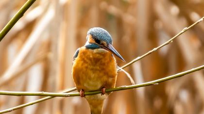 Common Kingfisher