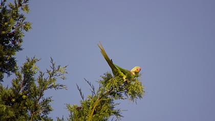 Alexandrine Parakeet