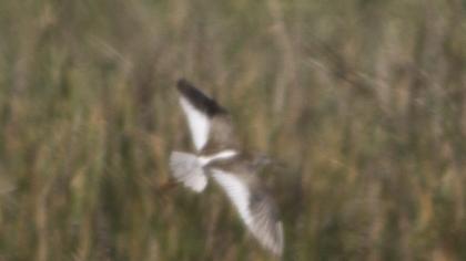 Common Redshank