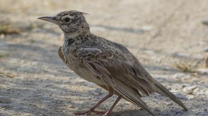 Crested Lark