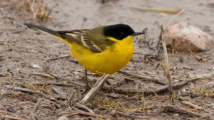 Western Yellow Wagtail