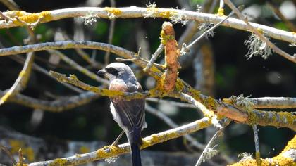 Red-backed Shrike