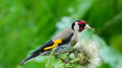 European Goldfinch