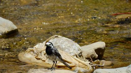 White Wagtail