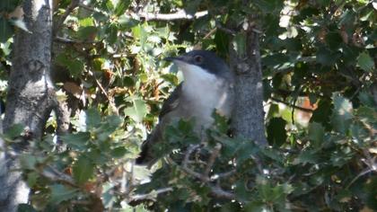 Eastern Orphean Warbler