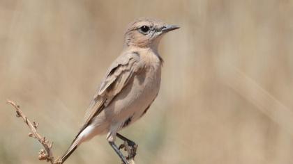 Isabelline Wheatear