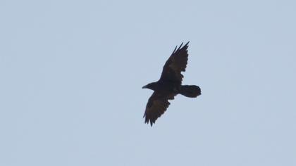 Northern Raven