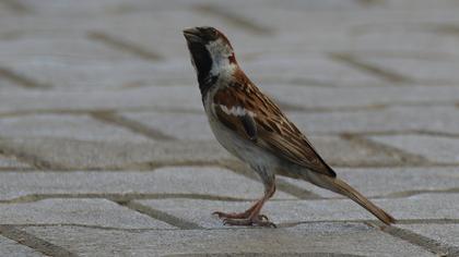 House Sparrow