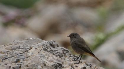 Black Redstart