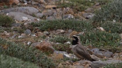 Horned Lark