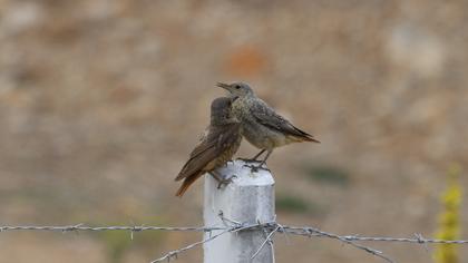 Common Rock Thrush