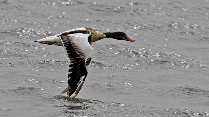 Common Shelduck