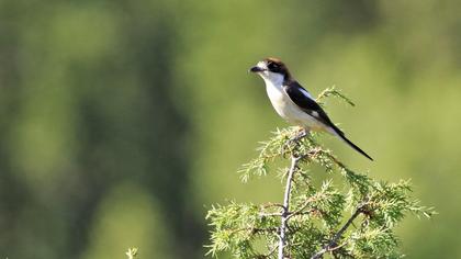 Woodchat Shrike