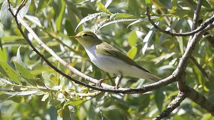 Wood Warbler