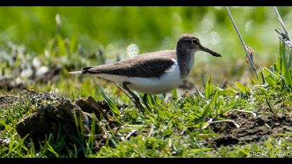 Common Sandpiper