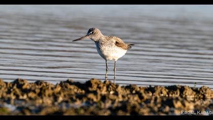 Common Greenshank