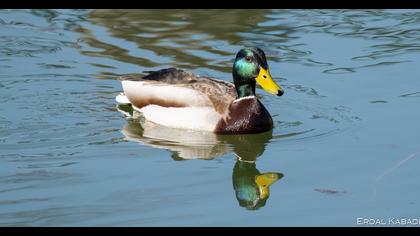 Mallard