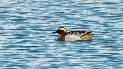 Garganey