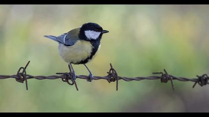Great Tit