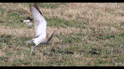 Eurasian Curlew