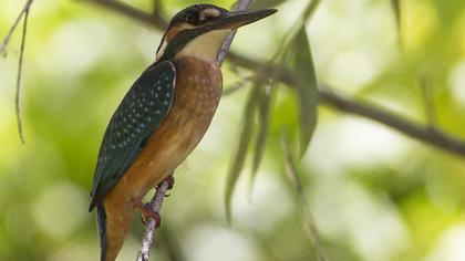 Common Kingfisher