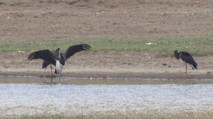 Black Stork