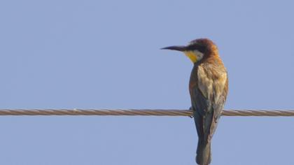 European Bee-eater