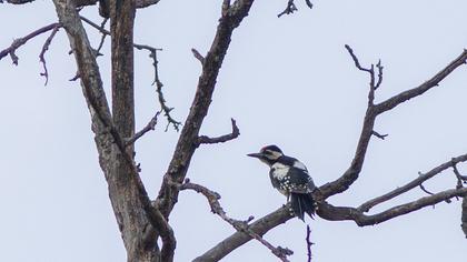 Great Spotted Woodpecker