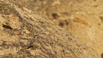 Western Rock Nuthatch