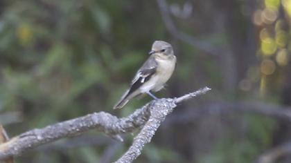 Semicollared Flycatcher