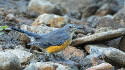 White-throated Robin