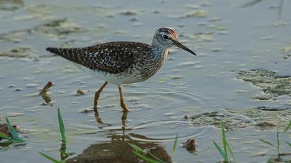 Wood Sandpiper