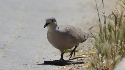 Eurasian Collared Dove