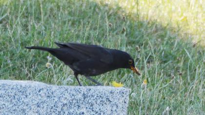 Common Blackbird