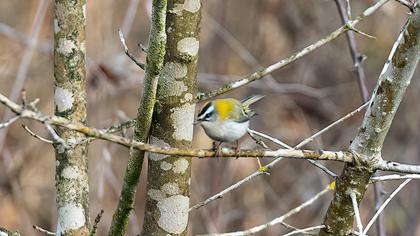 Common Firecrest