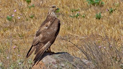 Common Buzzard