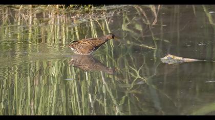 Spotted Crake
