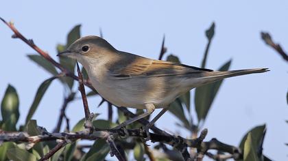 Common Whitethroat
