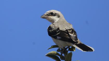 Lesser Grey Shrike