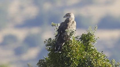 Short-toed Snake Eagle