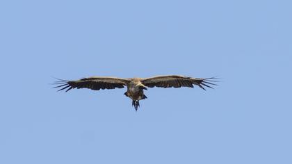 Griffon Vulture